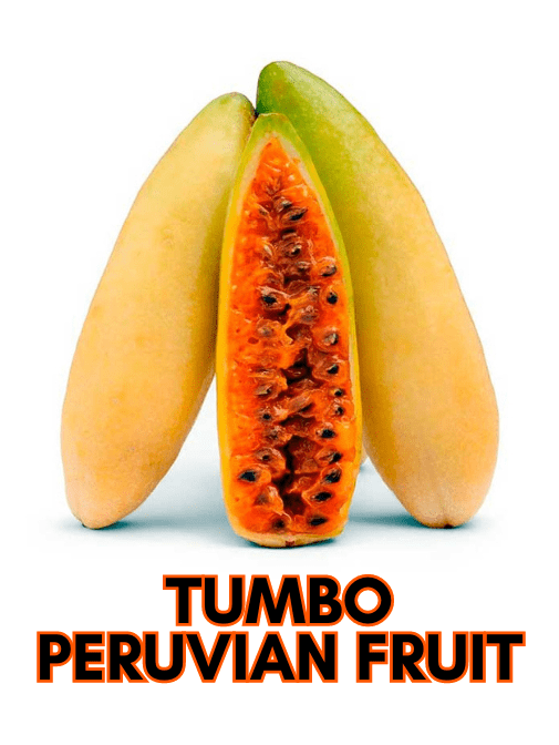 Tumbo was the first ingredient that Peruvians used to cure the fish for Ceviche 